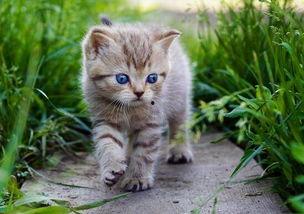 娱乐吃瓜酱牛奶猫,揭秘牛奶猫的神秘魅力 第2张 娱乐吃瓜酱牛奶猫,揭秘牛奶猫的神秘魅力 第2张